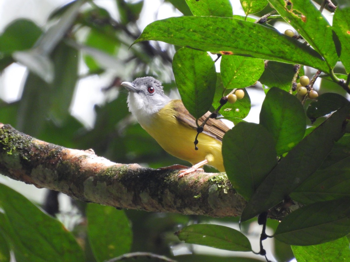 Yellow-bellied Bulbul - ML641738892
