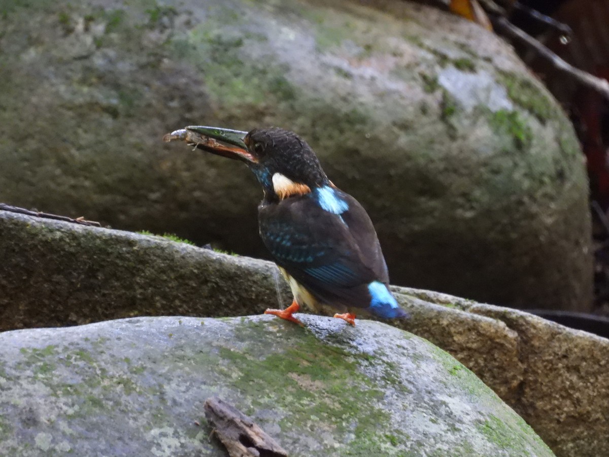 Malaysian Blue-banded Kingfisher - ML641738900