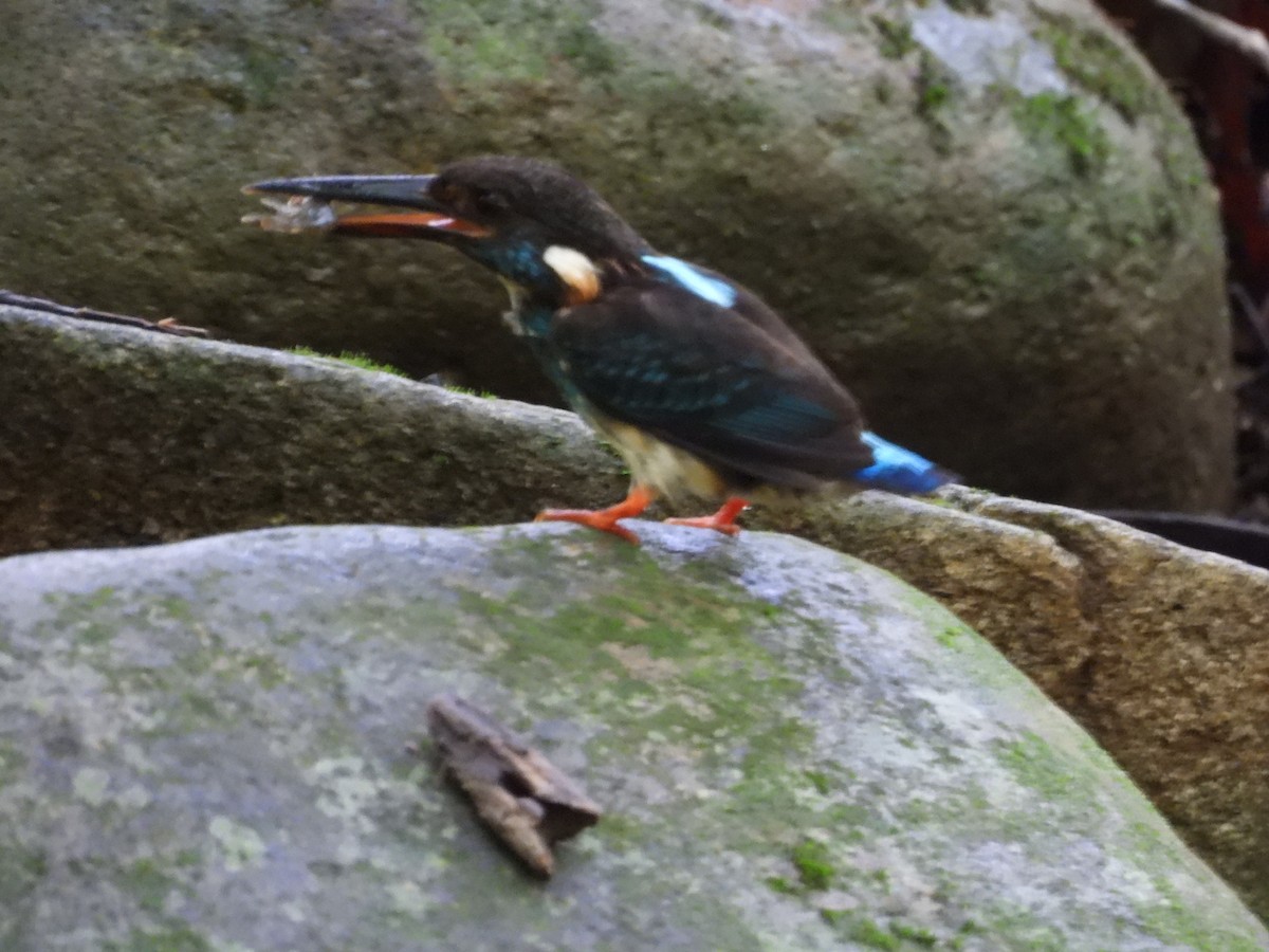 Malaysian Blue-banded Kingfisher - ML641738901