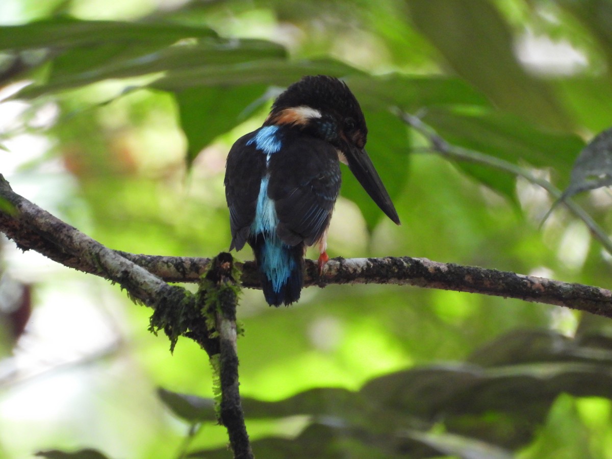 Malaysian Blue-banded Kingfisher - ML641738902