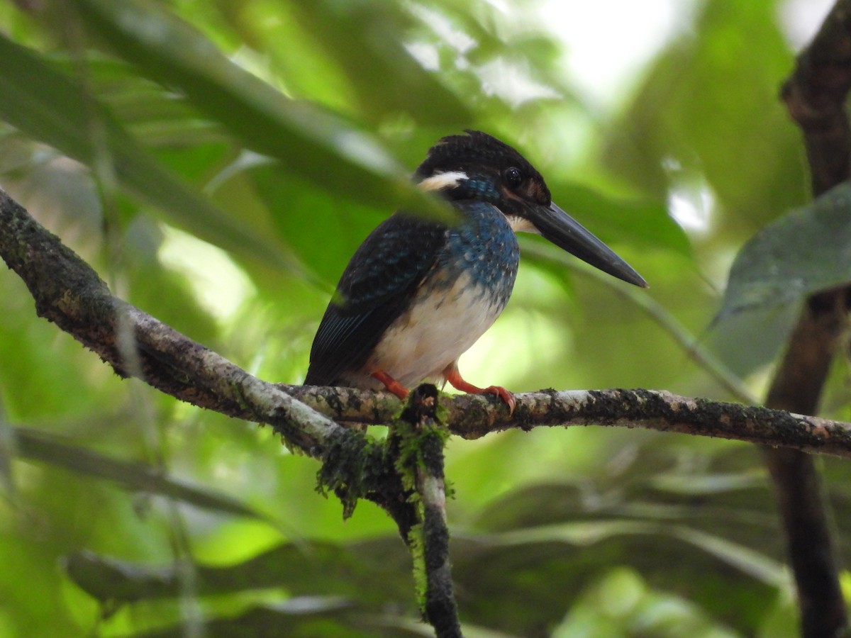 Malaysian Blue-banded Kingfisher - ML641738903