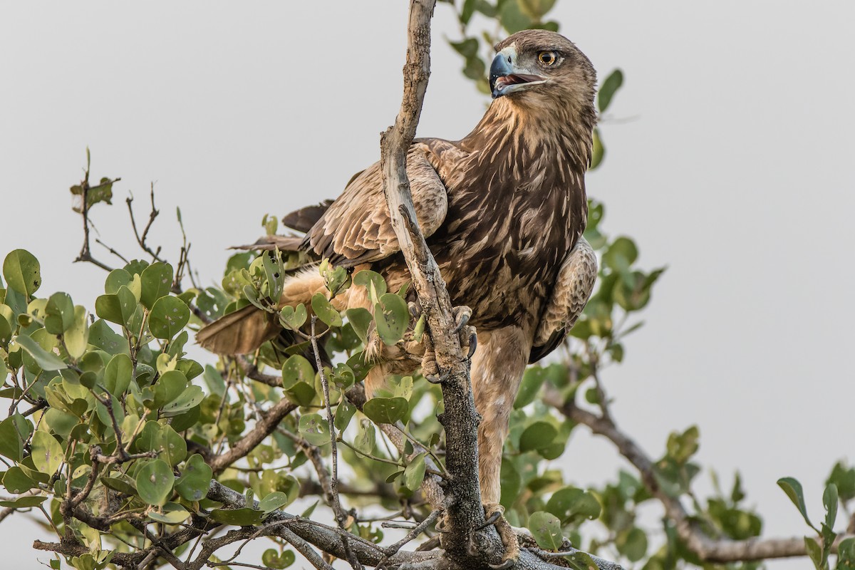 Steppe Eagle - ML641738904