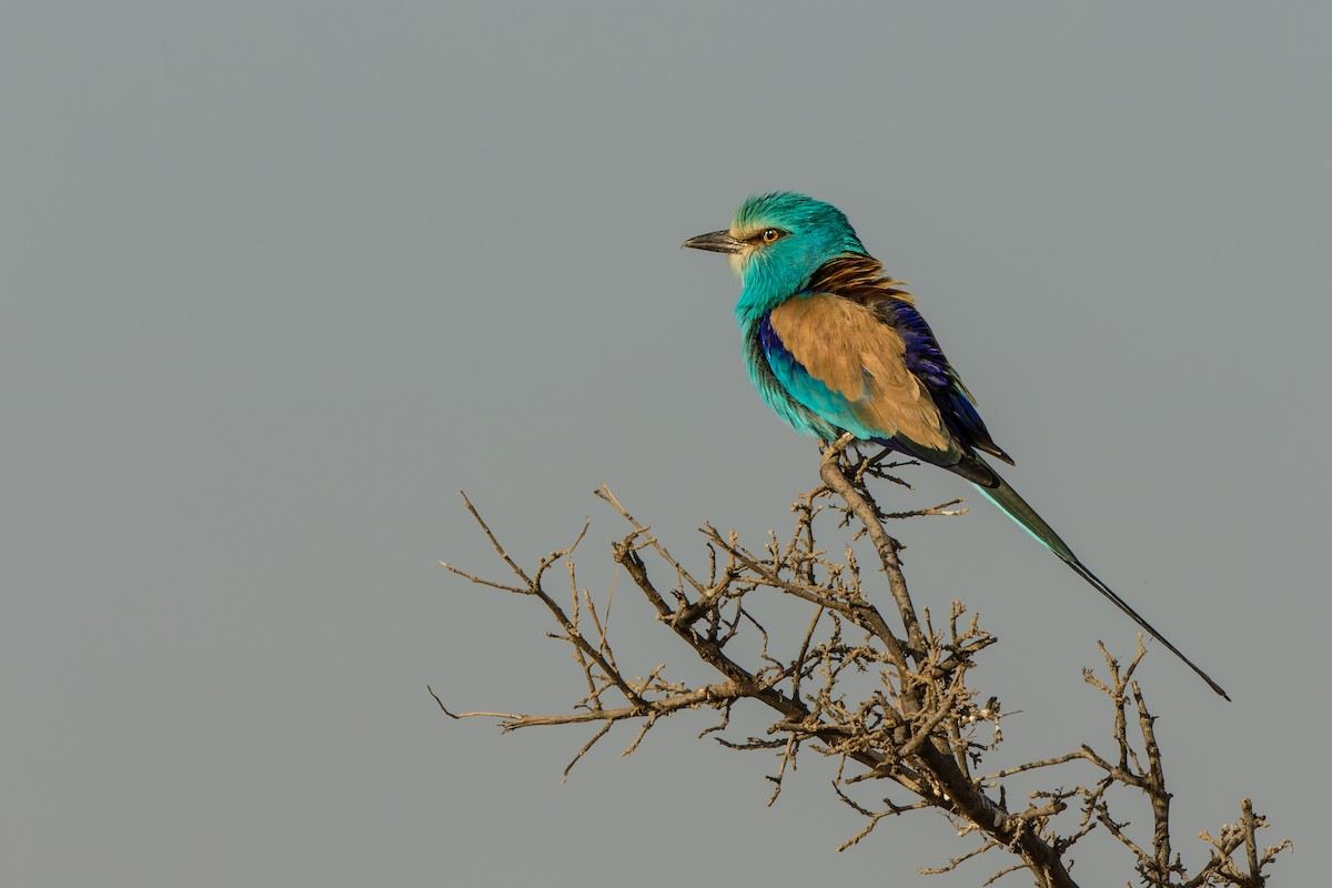 Abyssinian Roller - ML641738913