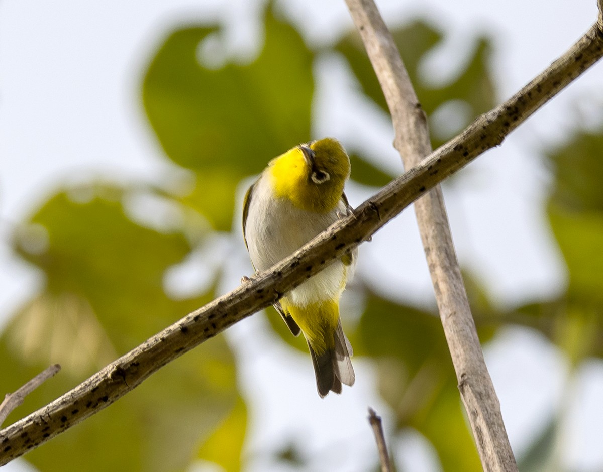 Ashy-bellied White-eye - ML641738915