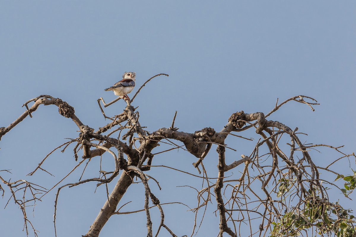 Pygmy Falcon - ML641738918