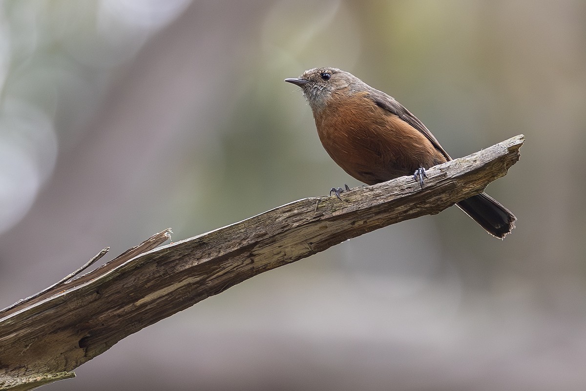 Rockwarbler - ML641738923