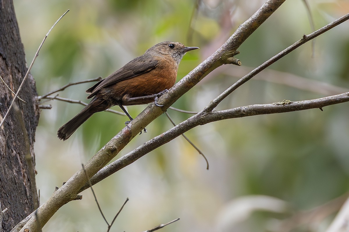 Rockwarbler - ML641738924