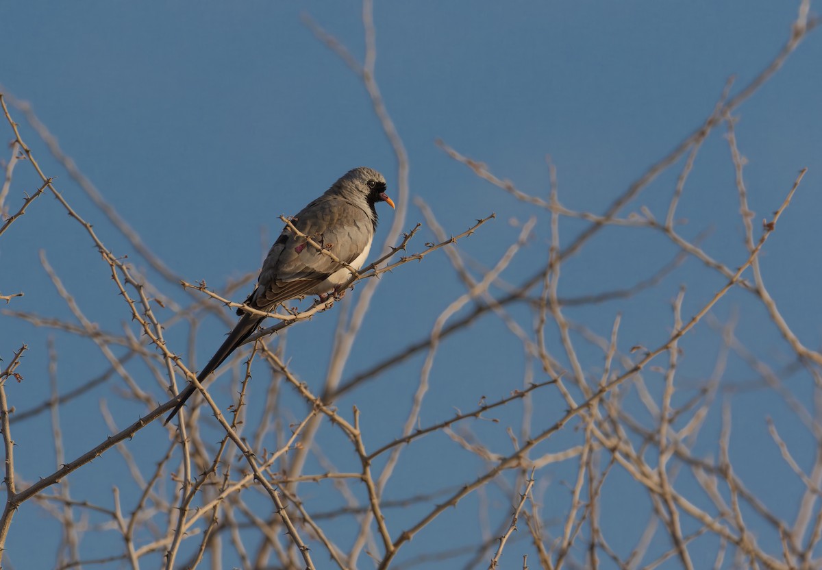 Namaqua Dove - ML641738960