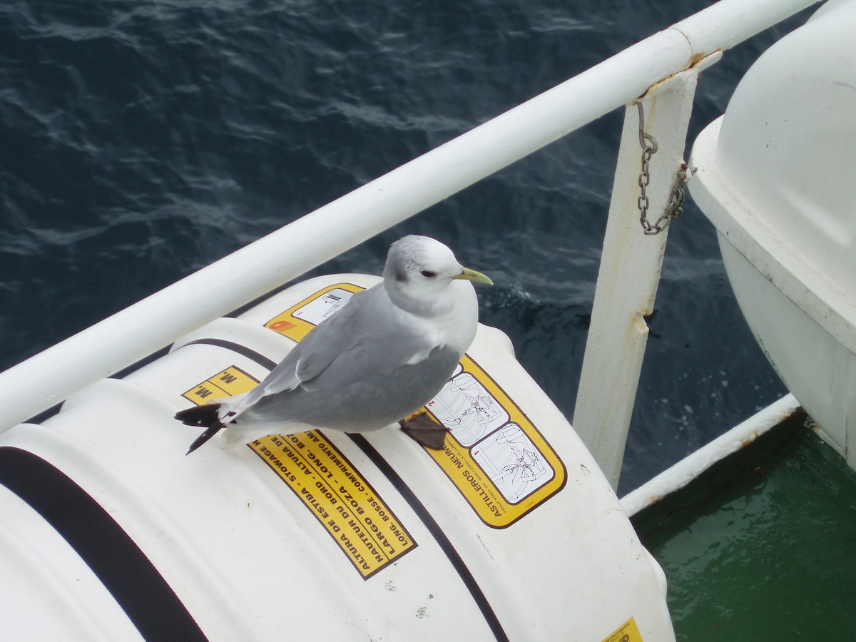 Black-legged Kittiwake - ML641738968