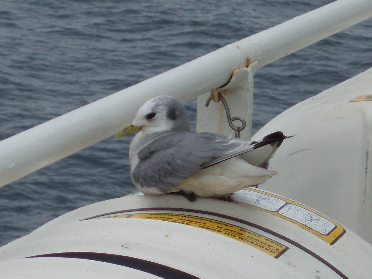 Black-legged Kittiwake - ML641738969