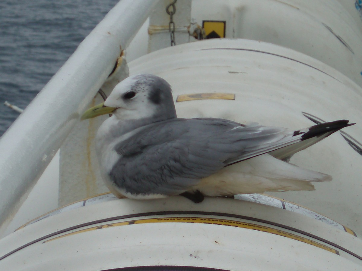 Black-legged Kittiwake - ML641738970