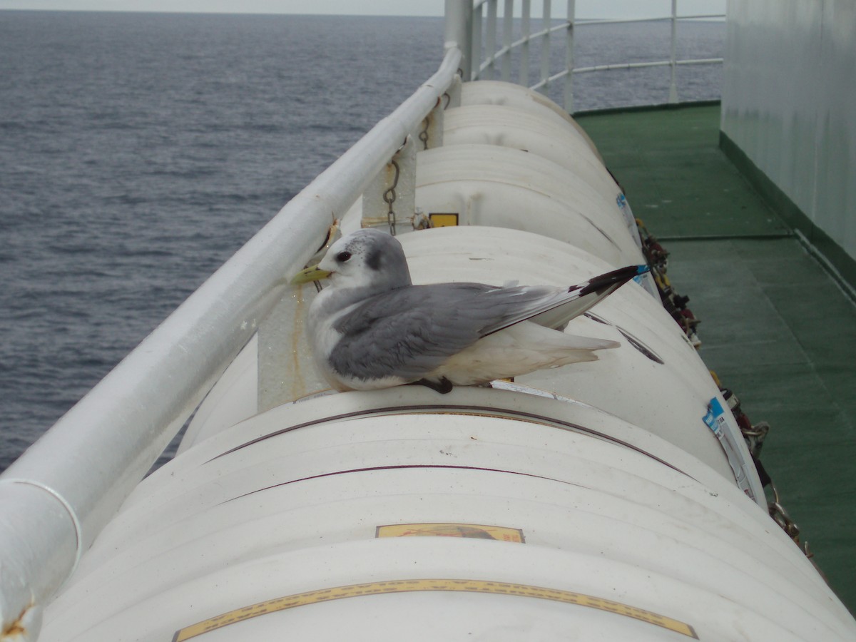 Black-legged Kittiwake - ML641738971