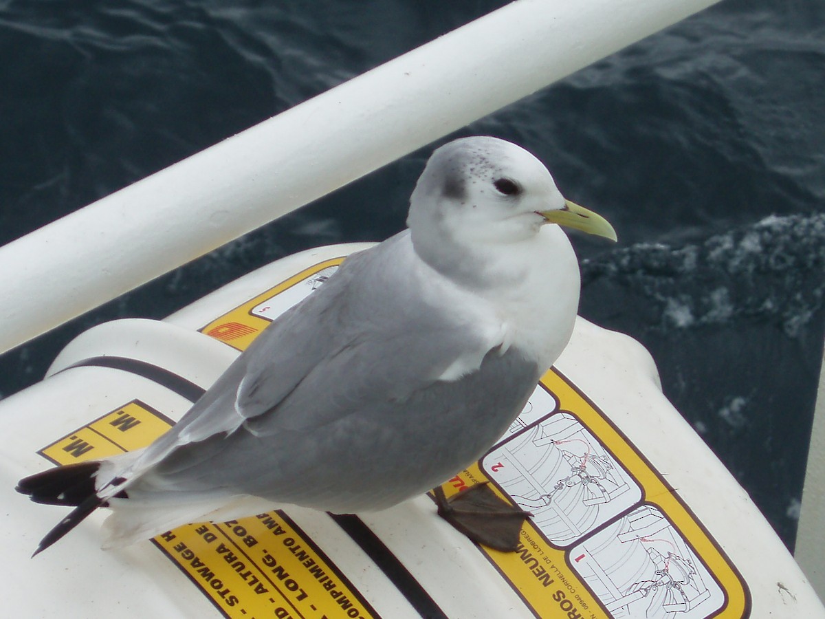 Black-legged Kittiwake - ML641738972