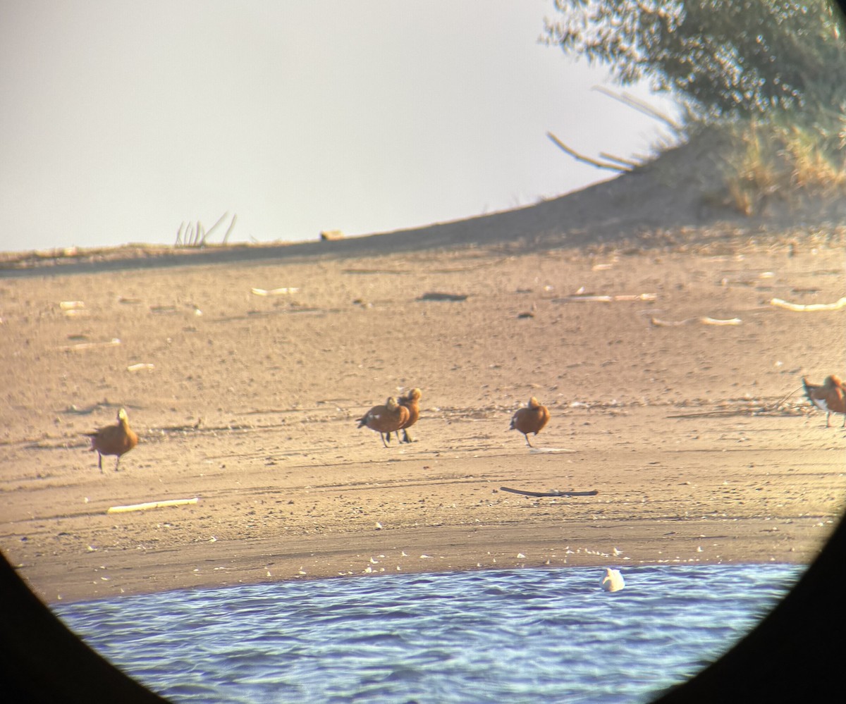 husice rezavá - ML641738978