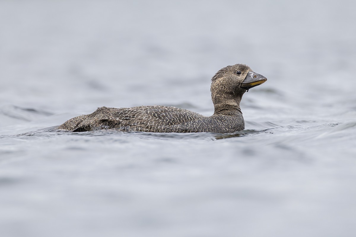 Musk Duck - ML641738991