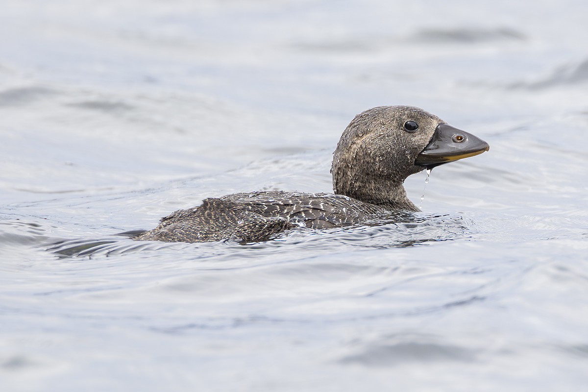 Musk Duck - ML641738992