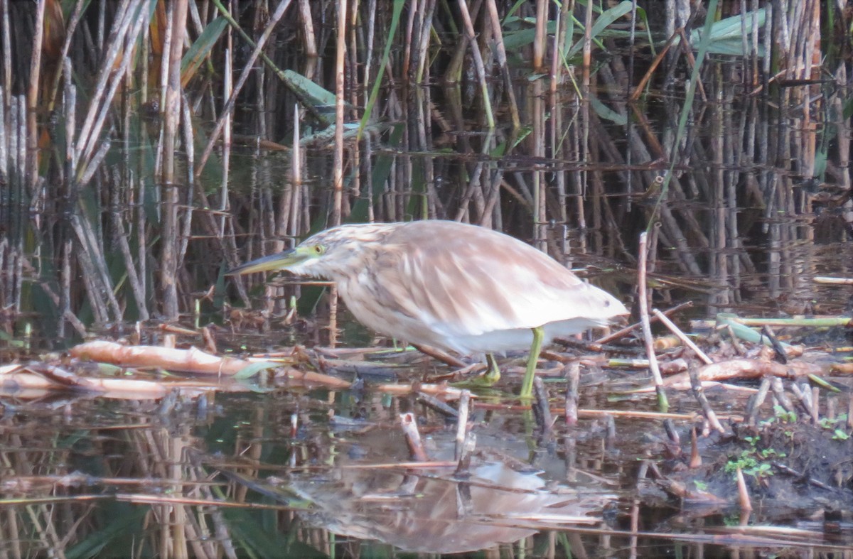 Squacco Heron - ML641739013