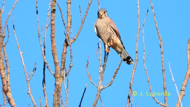 Faucon crécerelle - ML641739026