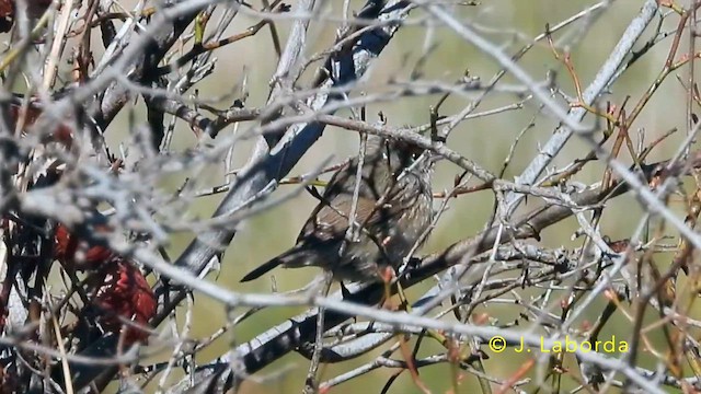 Eurasian Blackcap - ML641739029