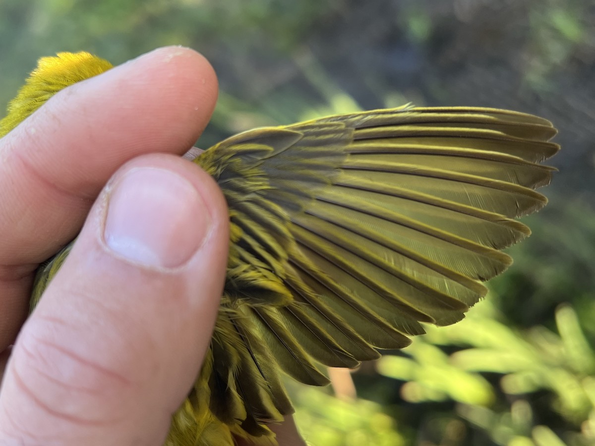 Yellow Warbler - ML641739045