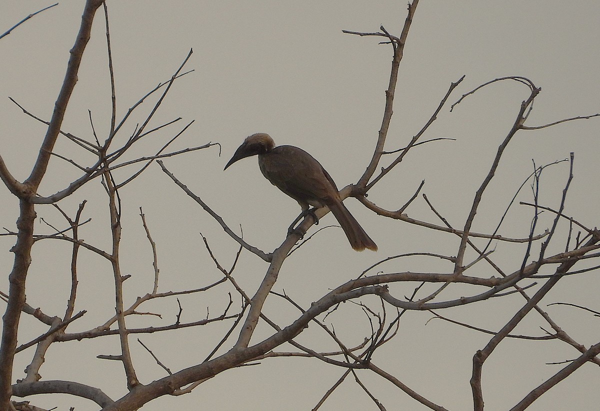 Helmeted Friarbird - ML641739083