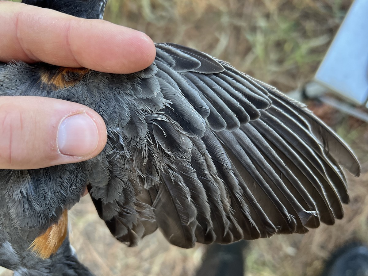 American Robin - ML641739084