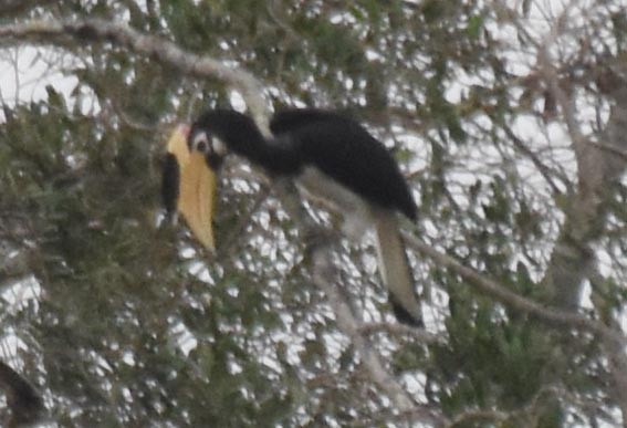 Malabar Pied-Hornbill - ML641739089
