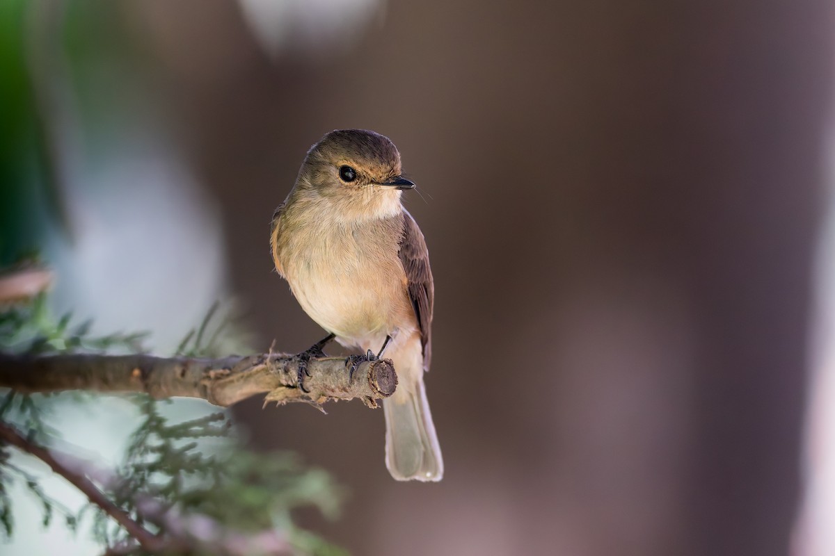 African Dusky Flycatcher - ML641739090