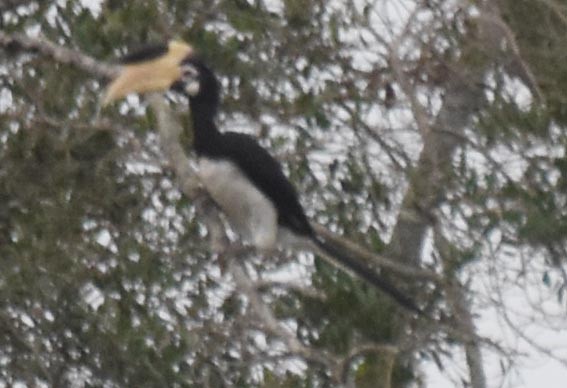 Malabar Pied-Hornbill - ML641739091