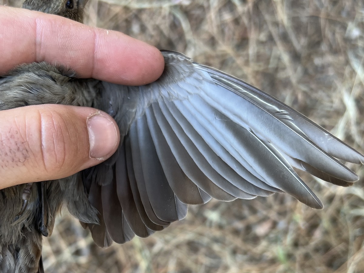 Brown-headed Cowbird - ML641739108