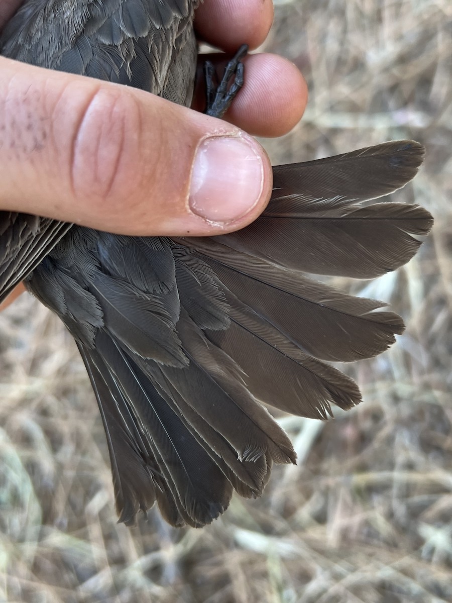 Brown-headed Cowbird - ML641739110