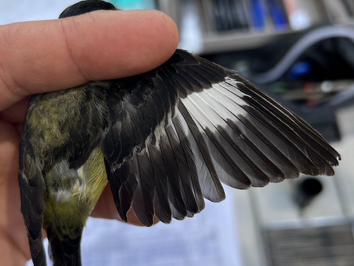 Lesser Goldfinch - ML641739115