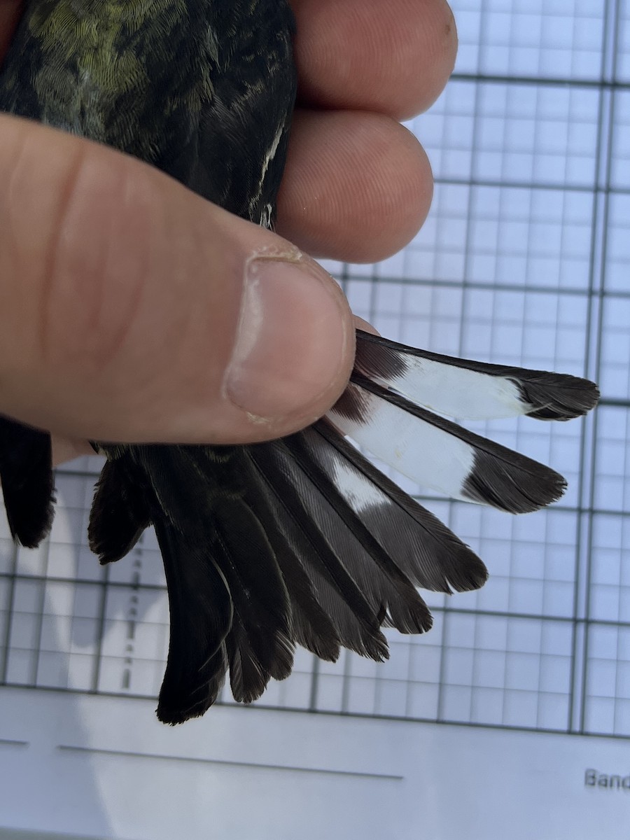 Lesser Goldfinch - ML641739120