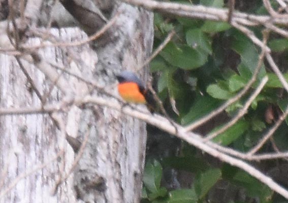 Small Minivet - ML641739125