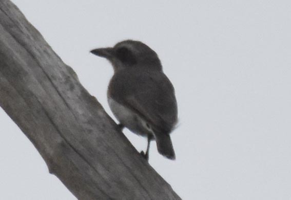 Sri Lanka Woodshrike - ML641739140