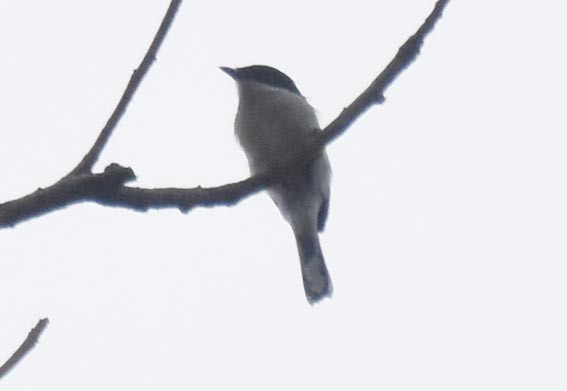 Bar-winged Flycatcher-shrike - ML641739151