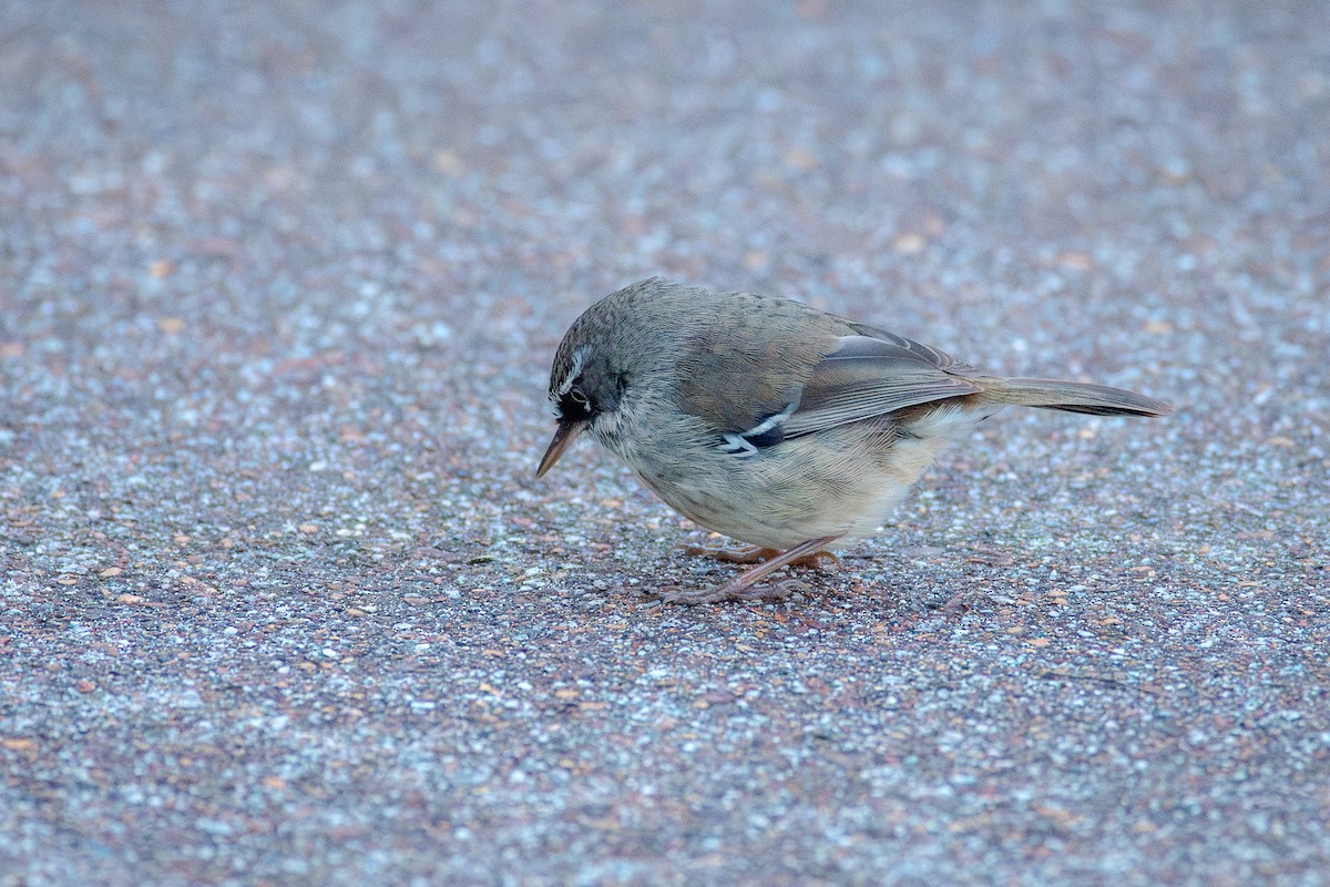 Spotted Scrubwren - ML641739166