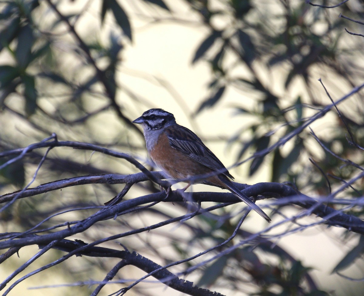 Rock Bunting - ML641739173