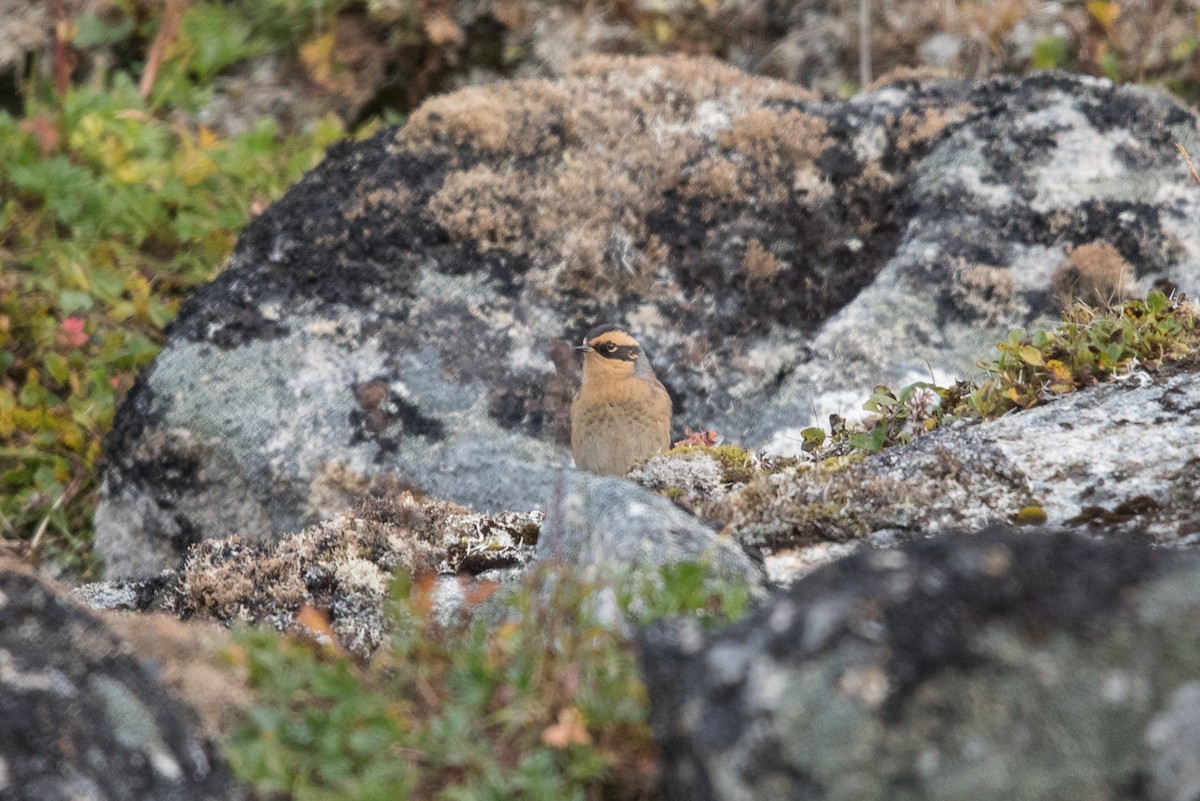 Acentor Siberiano - ML641739197