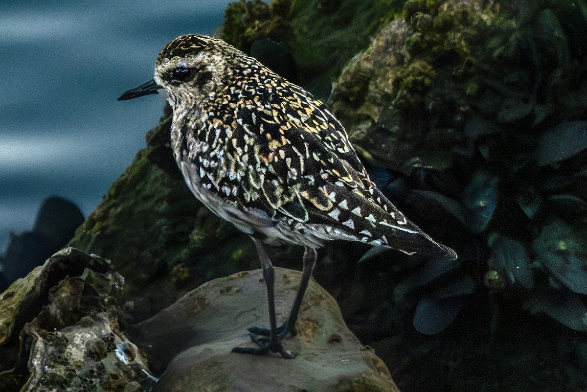 Piviere orientale - ML641739202