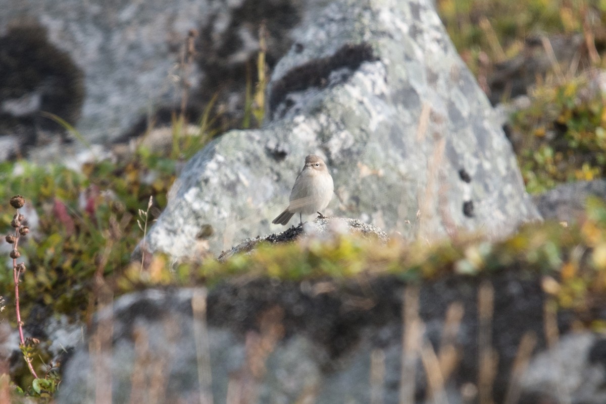 Common Chiffchaff - ML641739204