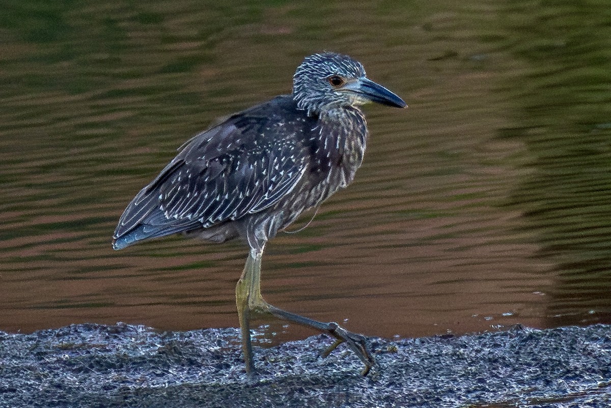 Yellow-crowned Night Heron - ML641739206