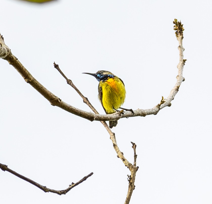 Apricot-breasted Sunbird - ML641739209