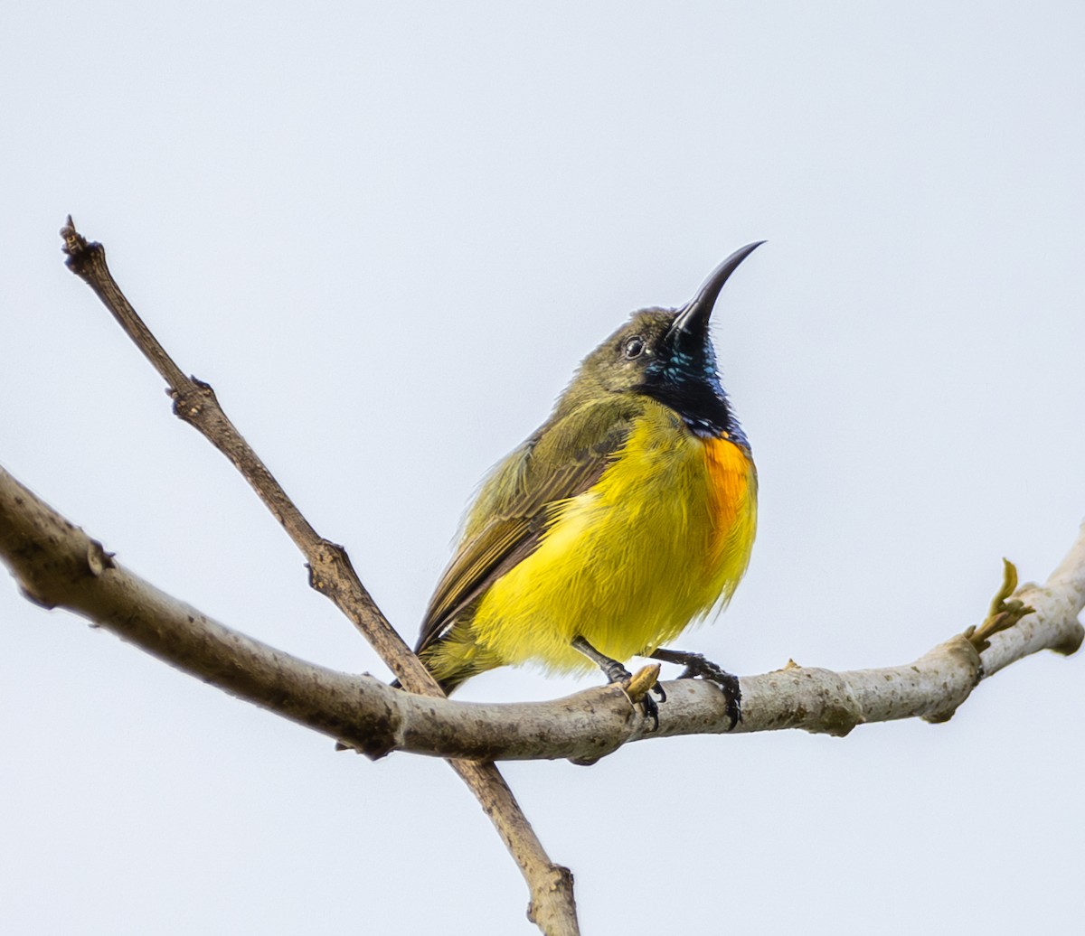Apricot-breasted Sunbird - ML641739210