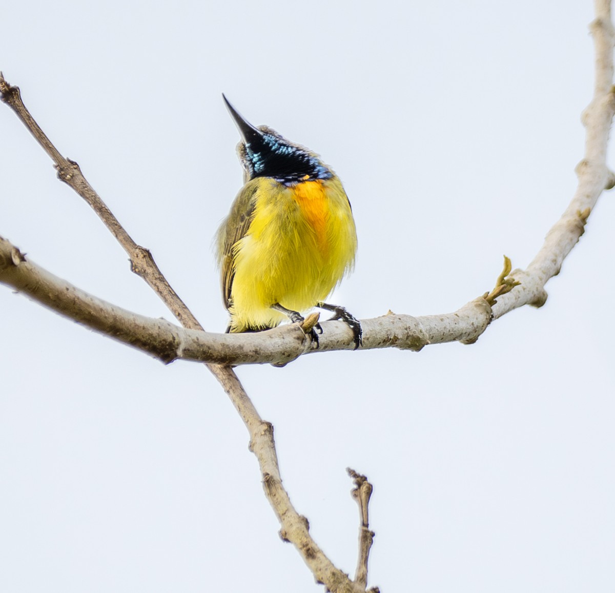 Apricot-breasted Sunbird - ML641739211