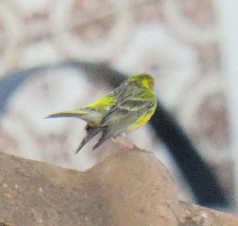 European Serin - ML641739568