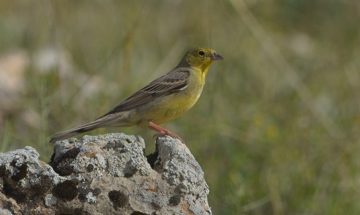 Cinereous Bunting - ML641739623
