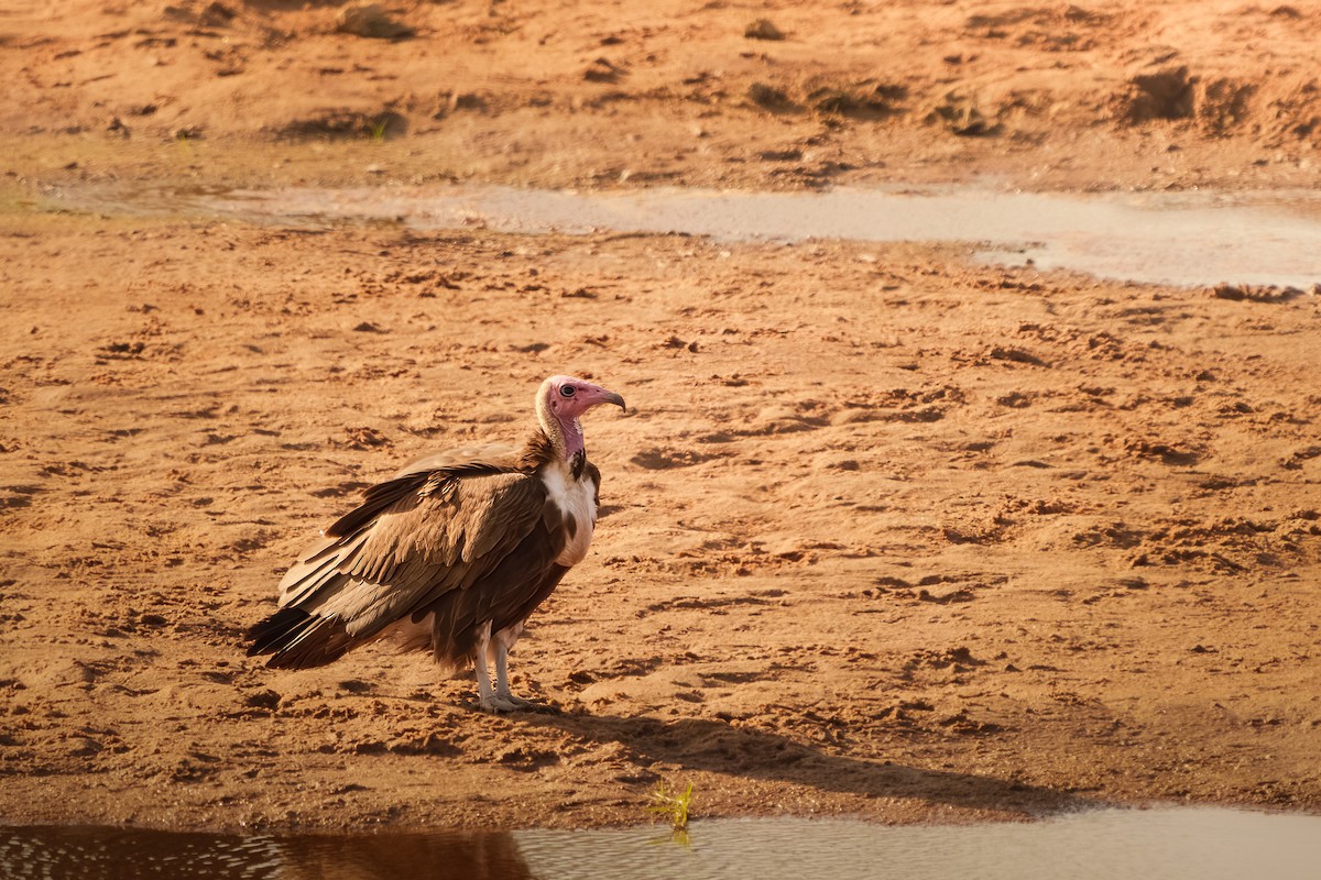 Hooded Vulture - ML641739635