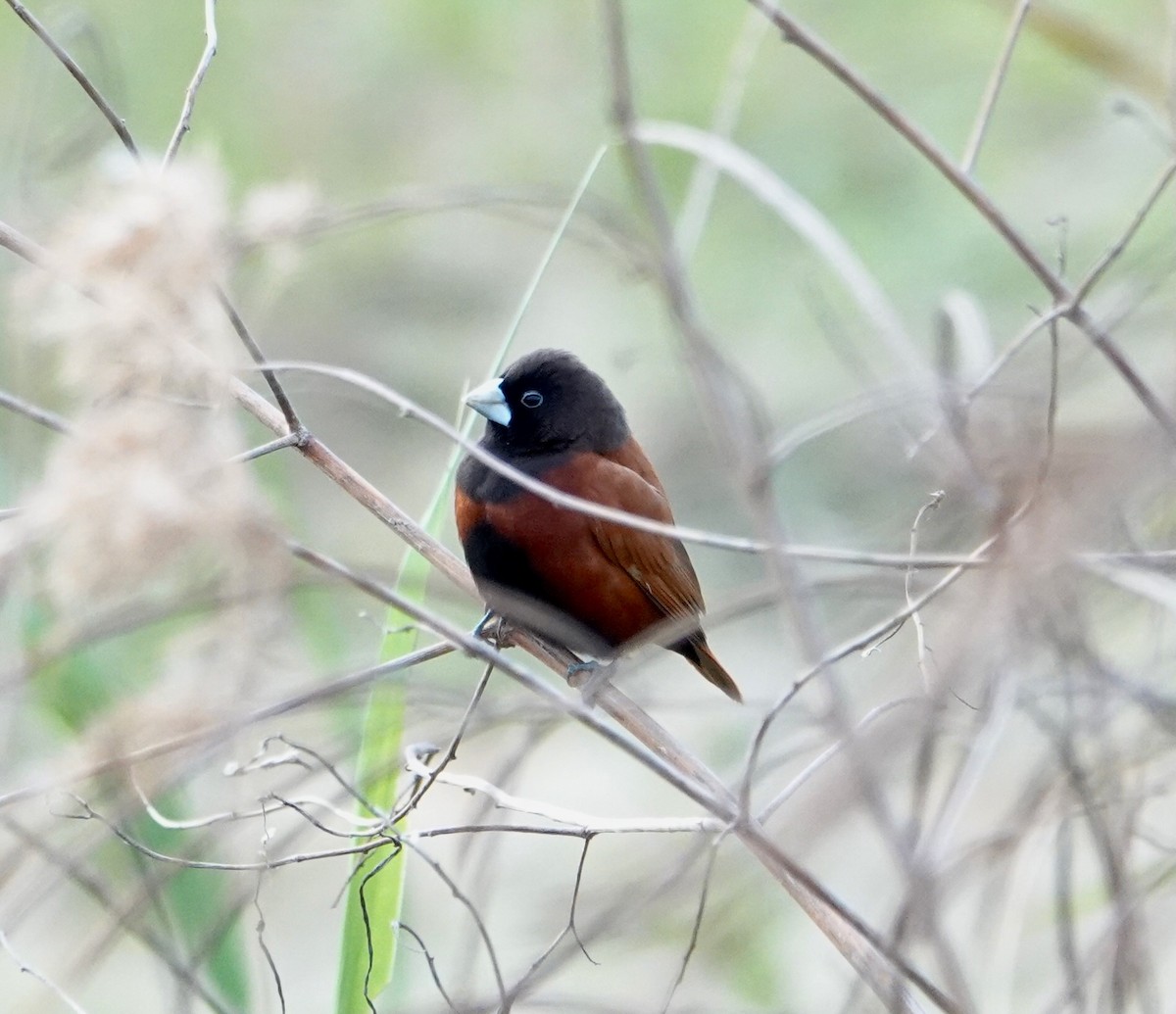 Chestnut Munia - ML641739658