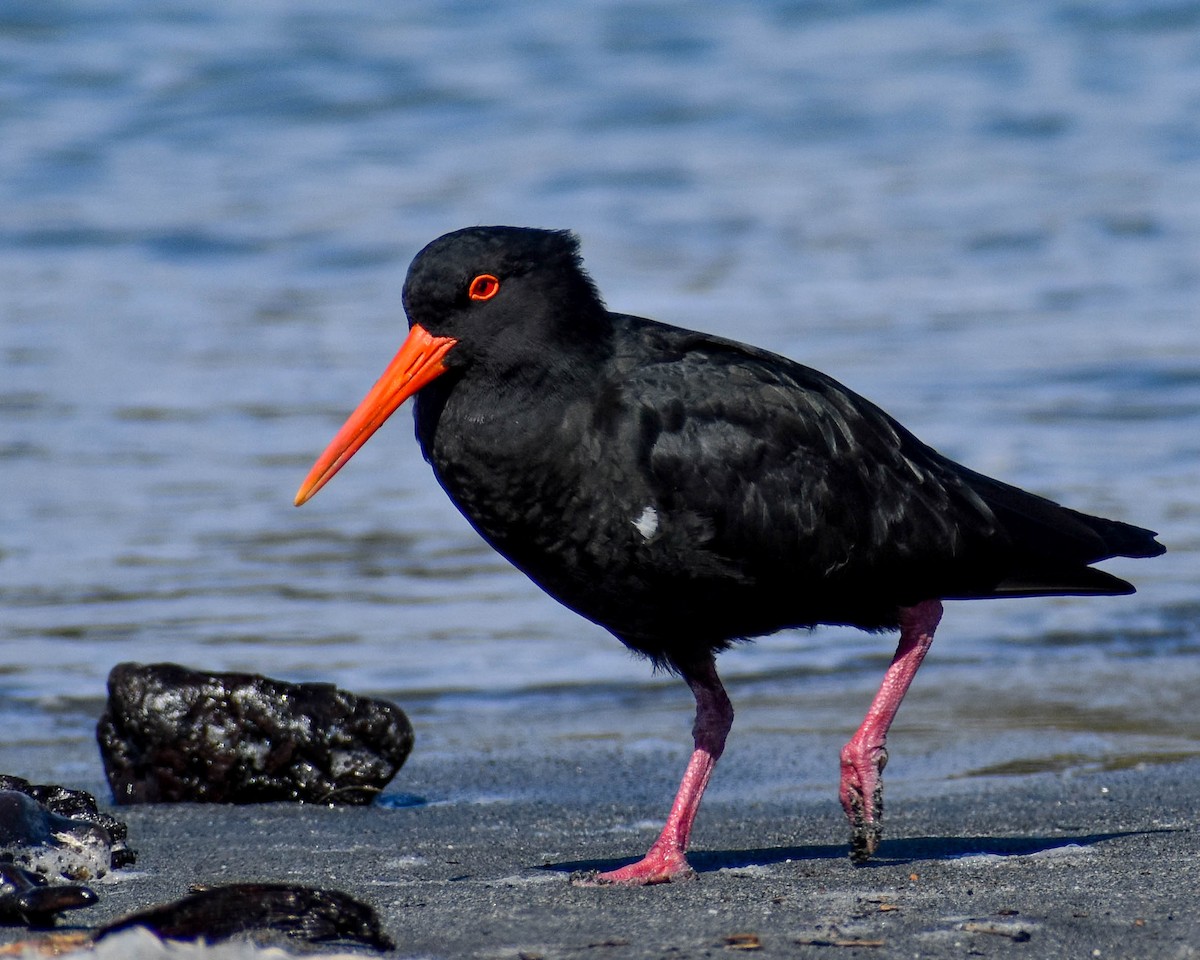 Variable Oystercatcher - ML641739659